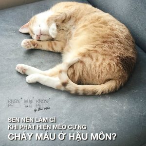 Mèo bị chảy máu ở hậu môn: Sen nên làm gì?