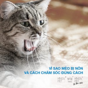 Vì sao mèo bị nôn? Cách chăm sóc như thế nào?