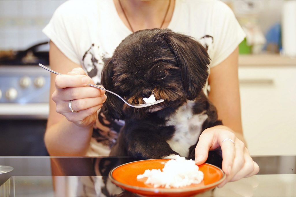 Sen nên cho chó ăn cơm hay hạt - Ăn gì để đảm bảo dinh dưỡng?