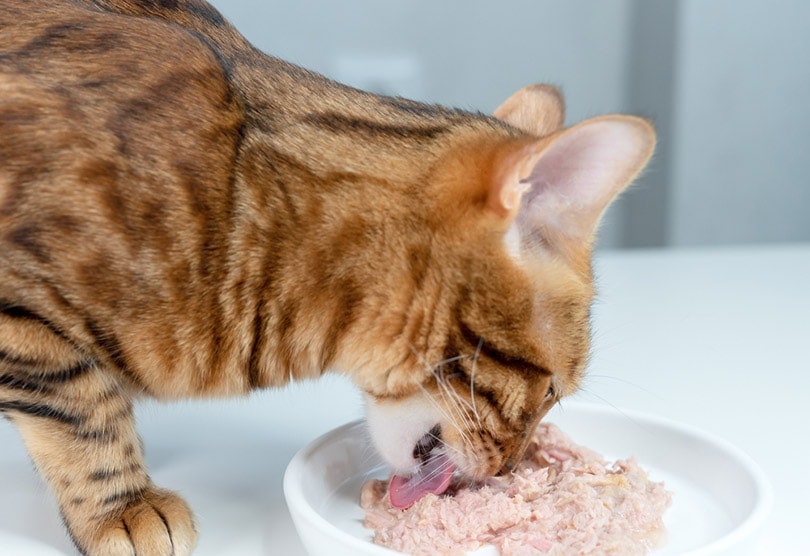Nên cho mèo ăn pate như thế nào? 