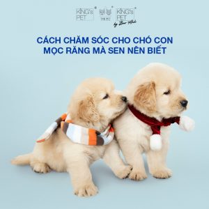 Lưu ý chọn pate cho chó con trong thời gian mọc răng