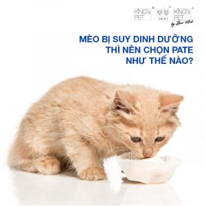 Chọn pate cho mèo bị suy dinh dưỡng cần đảm bảo những điều gì?