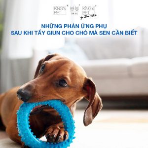 Những phản ứng sau khi tẩy giun cho chó cần phải lưu ý