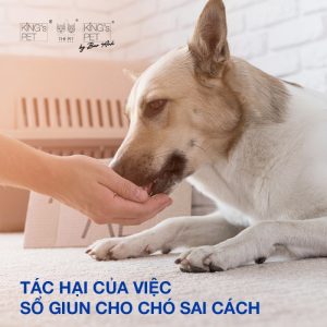 Sổ giun cho chó sai cách sẽ dẫn đến những tác hại nào?