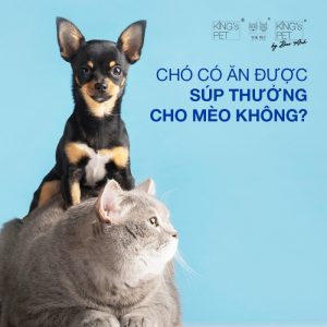 Giải đáp thắc mắc: Chó có ăn được súp thưởng cho mèo không?