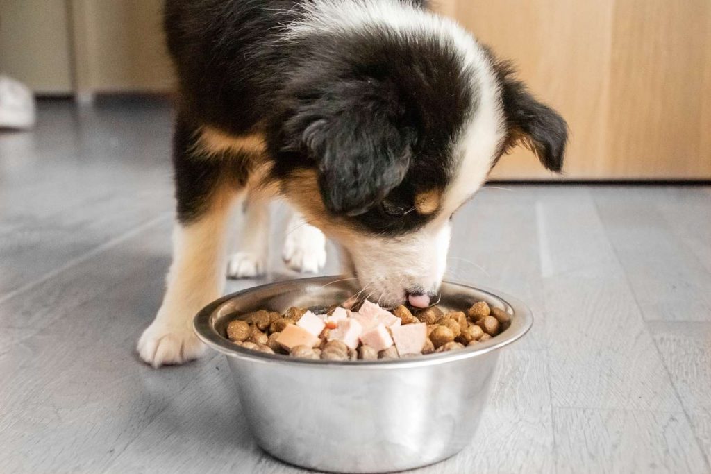 Chó con đang lớn có những yêu cầu dinh dưỡng đặc biệt khác với chó trưởng thành