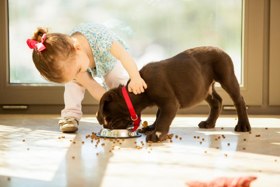 Chọn thức ăn cho chó con: Đâu là tiêu chí quan trọng? 