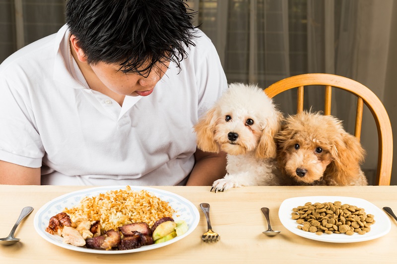 Thức ăn cho chó: Và những điều Sen cần biết 