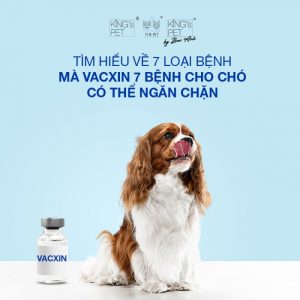 Chi tiết về 7 loại bệnh có trong vacxin 7 bệnh cho chó