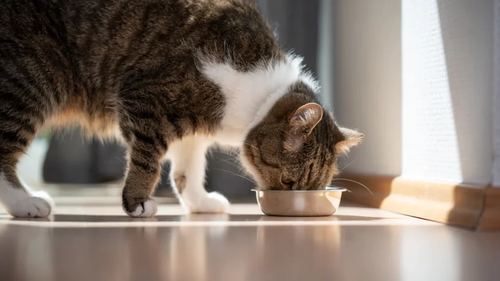  1 ngày mèo ăn bao nhiêu pate - Mách Sen cách cho mèo ăn pate đúng cách