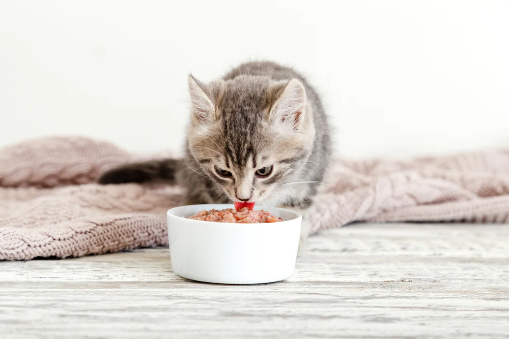 Cho mèo ăn những bữa ăn tươi ngon, lành mạnh là một phần quan trọng trong việc chăm sóc sức khỏe của chúng
