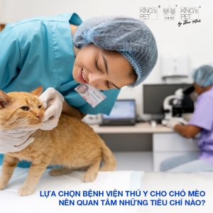 Chọn bệnh viện thú y cho chó mèo nên chú ý tiêu chí nào?