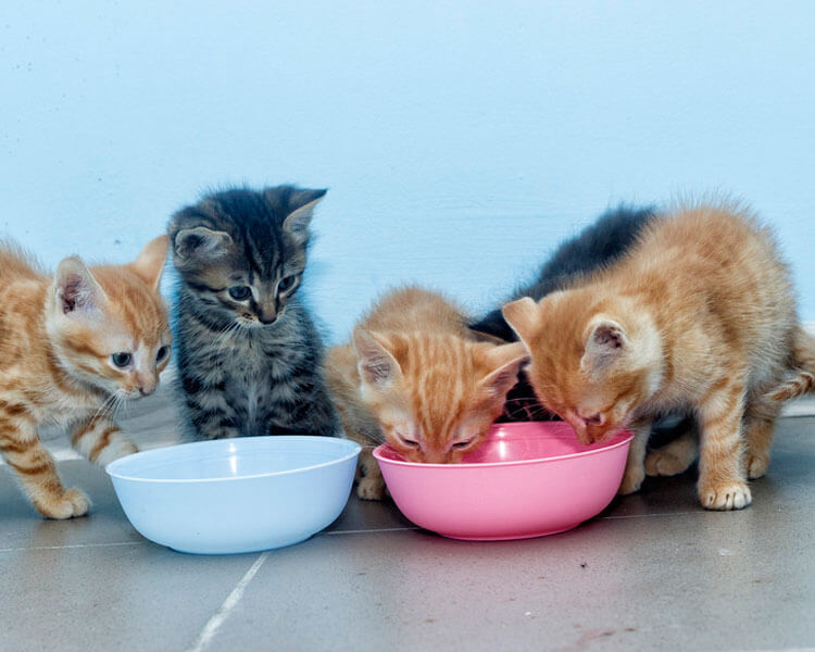 Sau khi cai sữa, mèo mấy tháng ăn được pate? 