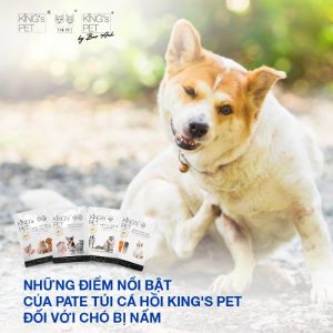 Khi chọn pate cho chó bị nấm, Sen nên lưu ý gì?