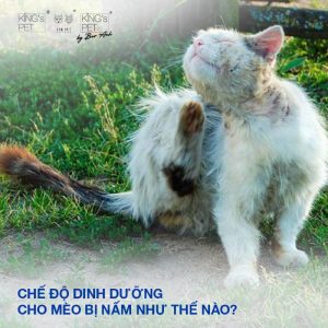 Pate cho mèo bị nấm: Bí quyết chăm sóc và dinh dưỡng đúng đắn