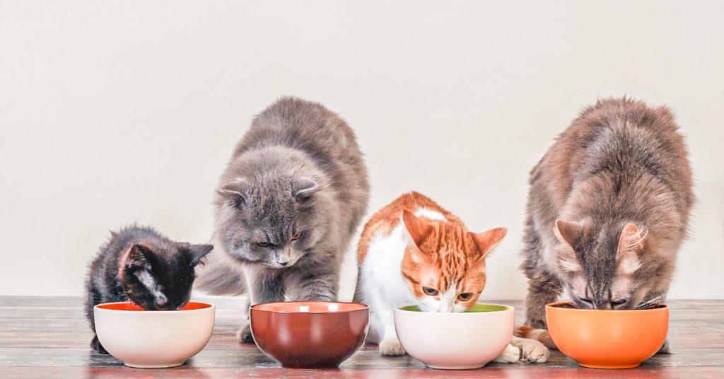 Pate mèo để tủ lạnh được bao lâu vẫn giữ trọn dinh dưỡng? 