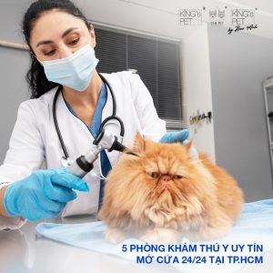 TOP 5 PHÒNG KHÁM THÚ Y GẦN ĐÂY UY TÍN, CHẤT LƯỢNG TẠI HỒ CHÍ MINH