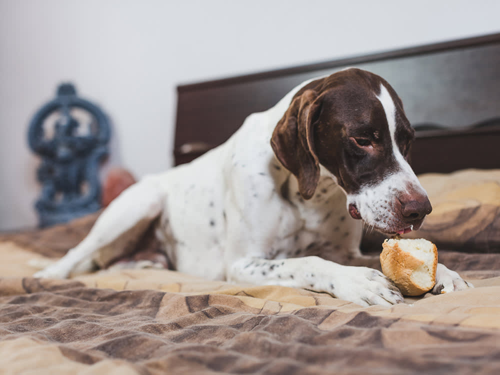Khuyến khích chó của bạn ăn chậm và thử các bữa ăn nhỏ hơn, thường xuyên hơn