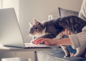 Săn lùng pate tươi giá sỉ cho mèo – “Vũ khí mật” giúp bùng nổ doanh thu