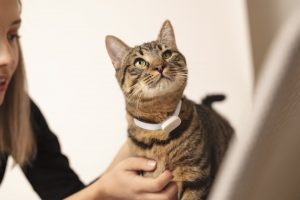 Lựa chọn “THÔNG THÁI” với nguồn nhập pate tươi cho mèo giá sỉ tận xưởng