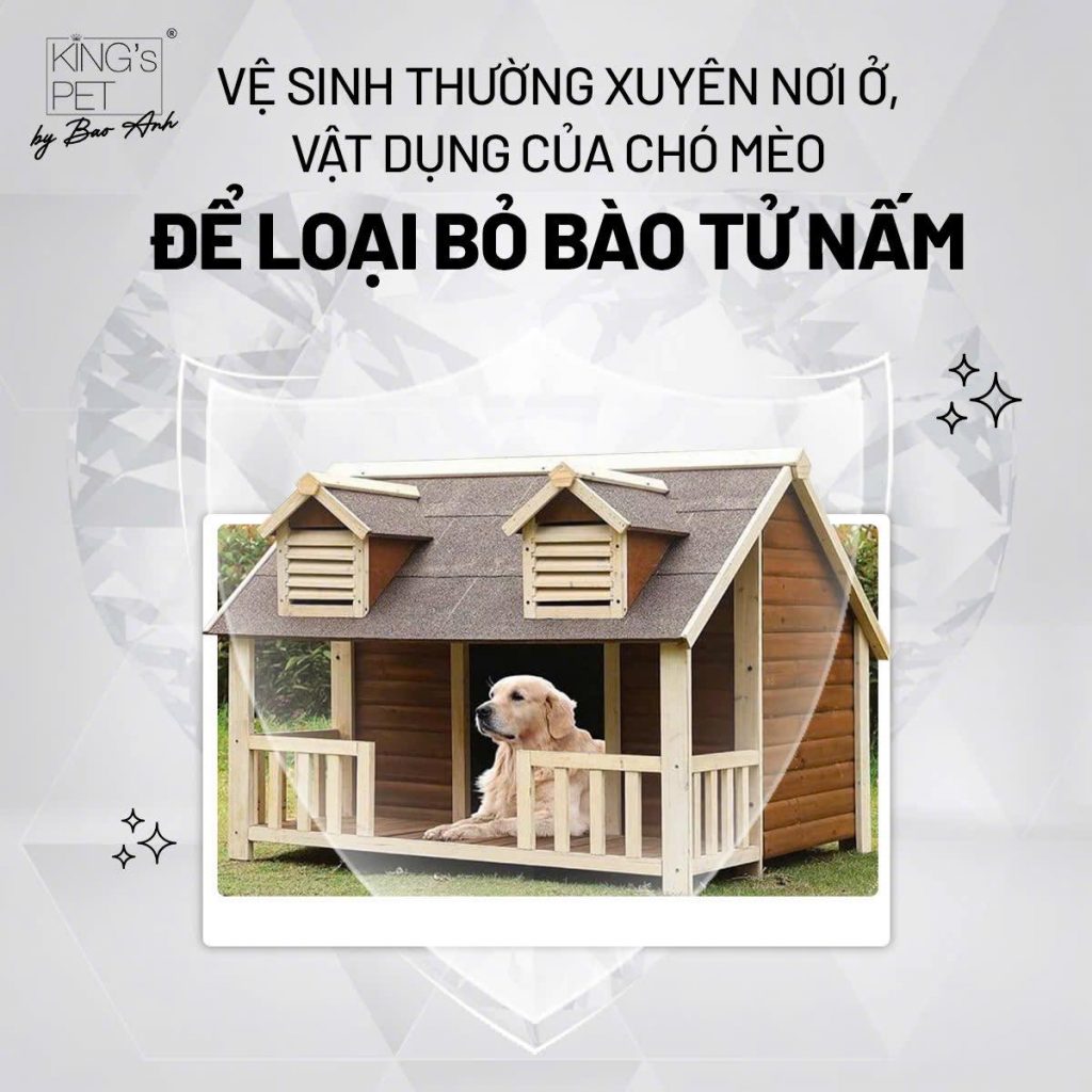 Cách chữa nấm da ở chó mèo hiệu quả