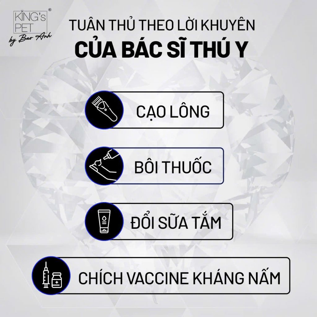 Cách chữa nấm da ở chó mèo hiệu quả