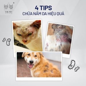 Cách chữa nấm da ở chó mèo hiệu quả