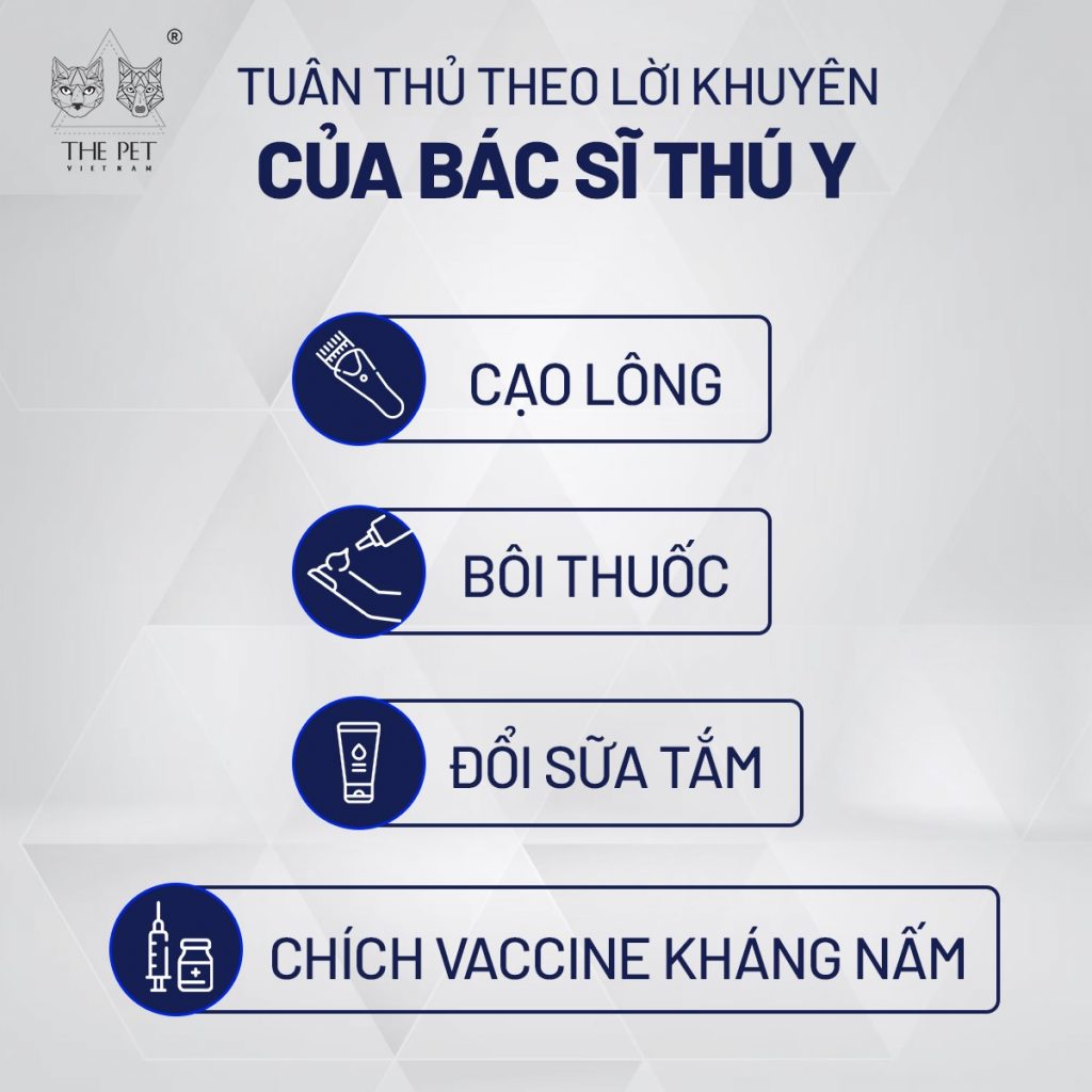4 tips chữa nấm da ở chó mèo hiệu quả 1 Cách chữa nấm da ở chó mèo hiệu quả