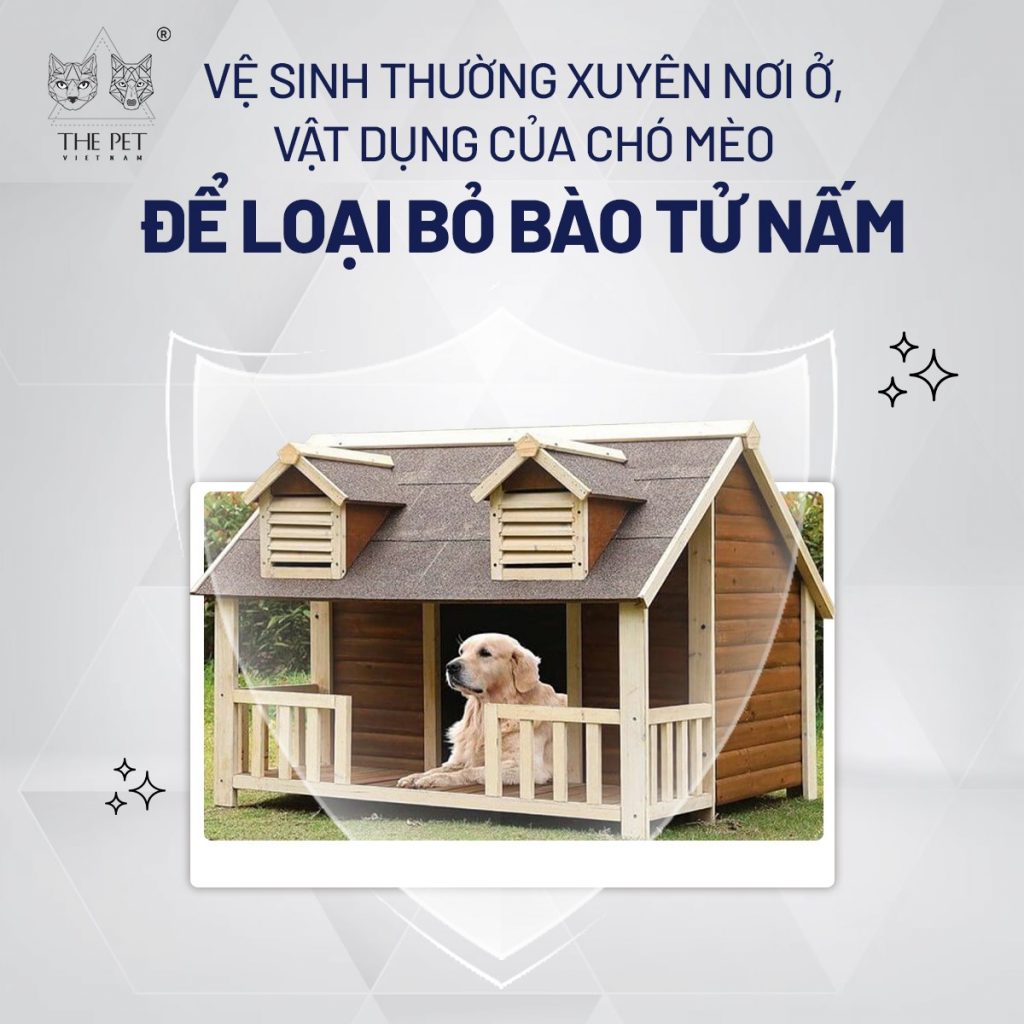 4 tips chữa nấm da ở chó mèo hiệu quả 2 Cách chữa nấm da ở chó mèo hiệu quả