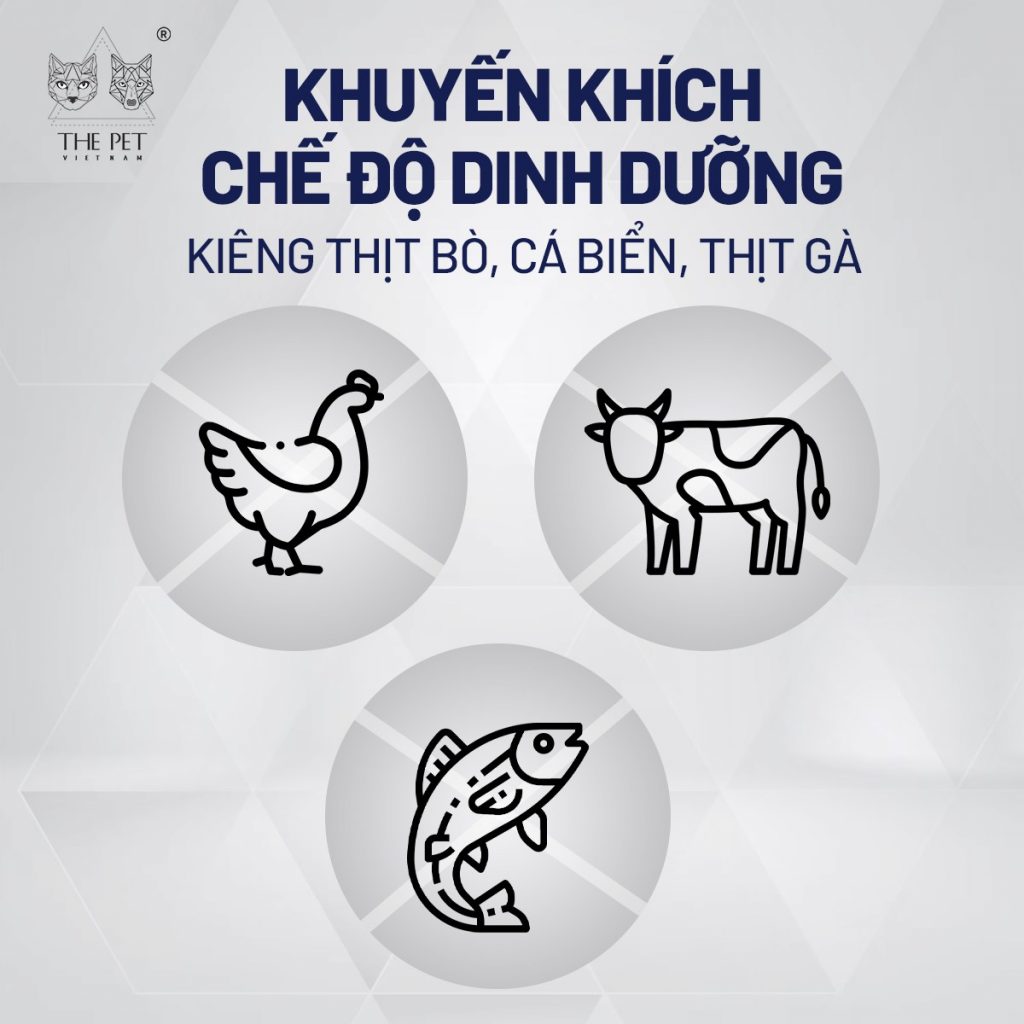 4 tips chữa nấm da ở chó mèo hiệu quả 3 Cách chữa nấm da ở chó mèo hiệu quả