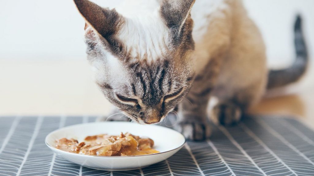 Pate cho mèo để được bao lâu? Điều quen thuộc nhưng không phải ai cũng biết