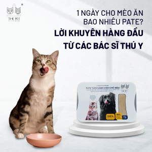 1 ngày cho mèo ăn bao nhiêu pate? Lời khuyên hàng đầu từ bác sĩ thú y