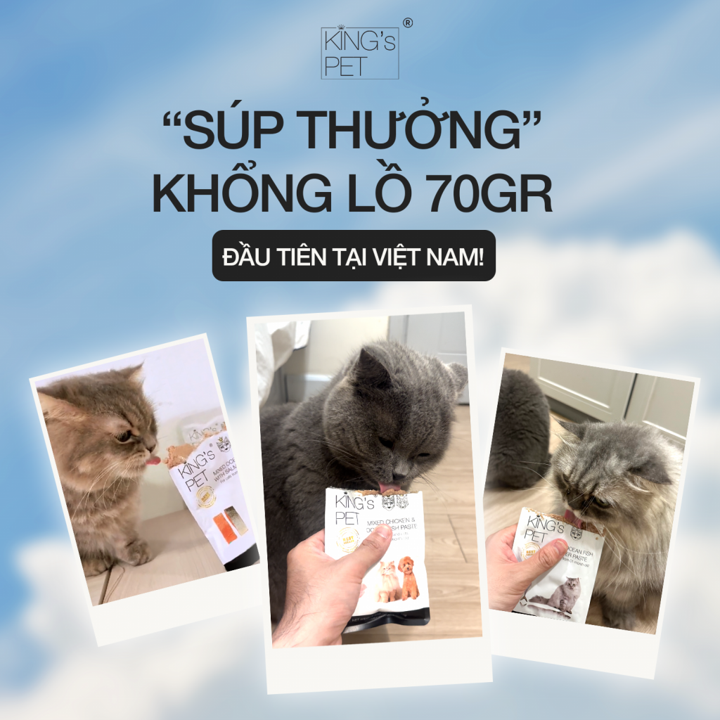 Bí quyết chăm sóc sức khỏe mèo bị tiêu chảy với thức ăn cho mèo King’s Pet