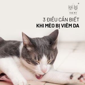 Những điều cần biết khi mèo bị viêm da