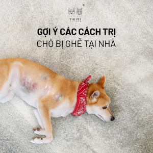 cách trị chó bị ghẻ tại nhà