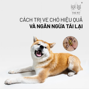 Gợi ý cách trị ve chó và bọ chét hiệu quả tại nhà