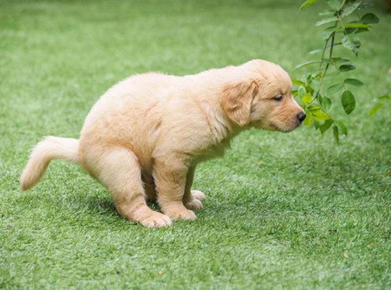 Tìm hiểu nguyên nhân và cách chữa bệnh chó đái ra máu