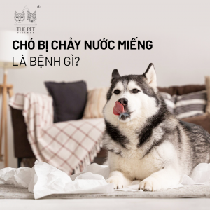 Chó bị chảy nước miếng là một hiện tượng tự nhiên, thường thấy ở nhiều giống chó, tuy nhiên nếu xảy ra 1 cách bất thường thì là dấu hiệu bệnh lý