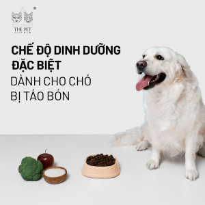 Mách Sen dấu hiệu chó bị táo bón và cách điều trị hiệu quả