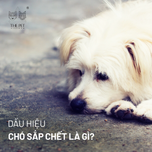 Dấu hiệu chó sắp chết cần biết 