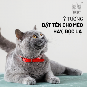 dặt tên cho mèo 1