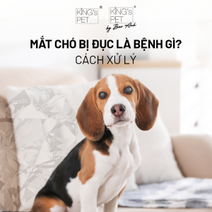 Mắt chó bị đục là tình trạng gì? Khi mắt chó xuất hiện dấu hiệu đục, bạn sẽ thấy một lớp màng mờ màu trắng xanh trên giác mạc.