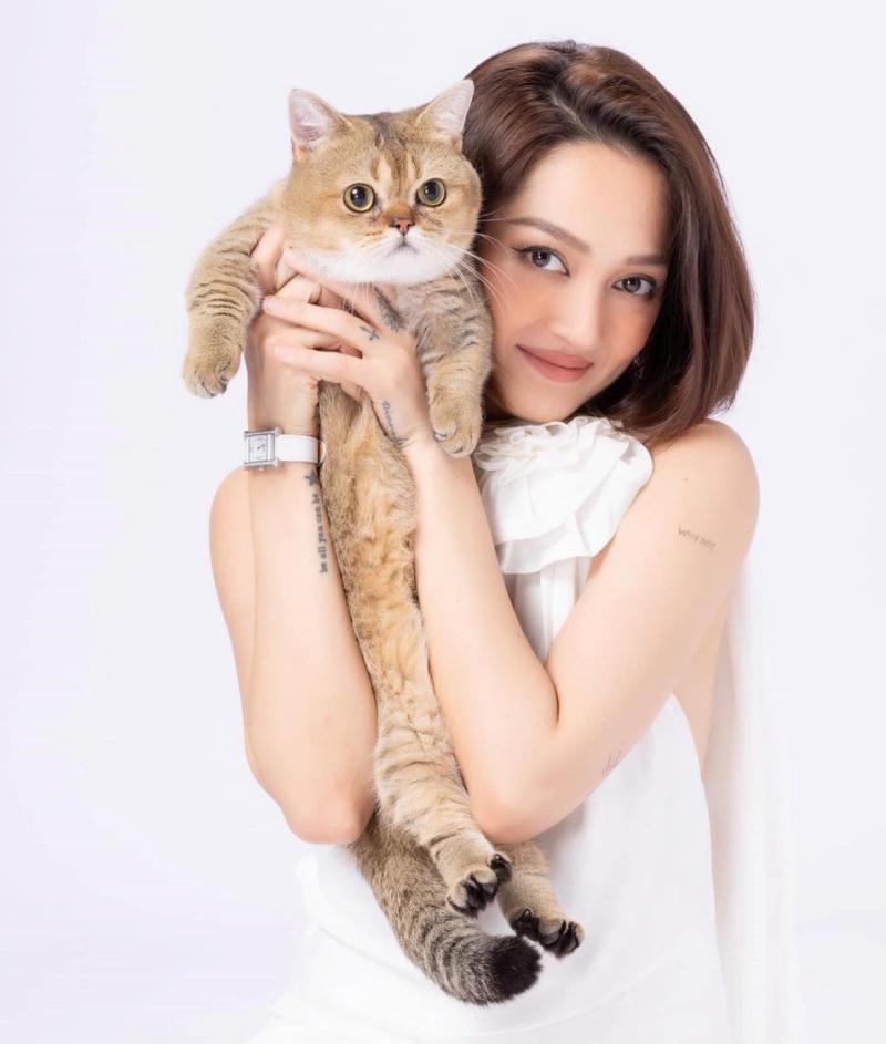 Nguồn gốc, đặc điểm và giá bán mèo Munchkin 1 Nguồn gốc, đặc điểm và giá bán mèo Munchkin