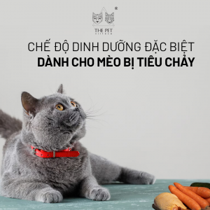 Mèo bị tiêu chảy