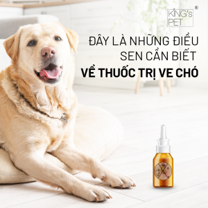 Tại sao chó rụng lông nhiều, cách hữu dụng để ngăn ngừa?