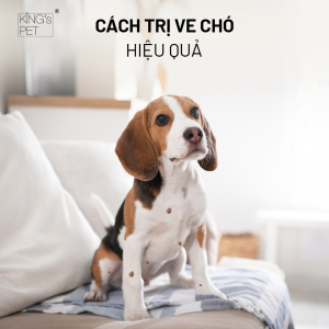 Cách trị ve chó tận gốc