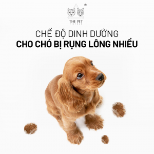 Chó rụng lông nhiều không chỉ là vấn đề thẩm mỹ mà còn có thể phản ánh tình trạng sức khỏe của thú cưng