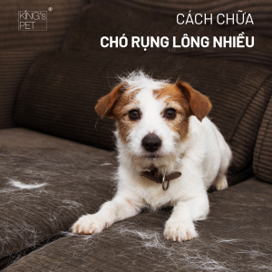 Nguyên nhân chó rụng lông nhiều và cách chữa trị