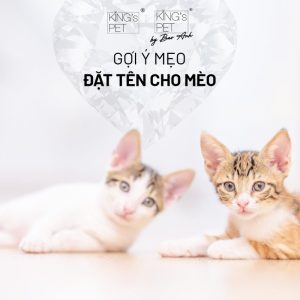 Khi quyết định nuôi một chú mèo, có lẽ điều đầu tiên mà bạn nghĩ đến chính là đặt tên cho mèo. Tên không chỉ đơn thuần là một danh xưng mà còn phản ánh tính cách, vẻ đẹp, và sự kết nối tình cảm giữa bạn với thú cưng của mình. Một cái tên ý nghĩa sẽ tạo ra mối liên kết sâu sắc hơn, giúp bạn dễ dàng gọi tên và chăm sóc cho chúng. Lý Do Tại Sao Việc Đặt Tên Cho Mèo Quan Trọng Việc đặt tên cho mèo không chỉ là một công đoạn trong quá trình nuôi dưỡng, mà nó còn mang nhiều ý nghĩa sâu sắc khác. Tên gọi của mèo có thể ảnh hưởng đến cảm giác của nó về bản thân cũng như mối quan hệ giữa nó và con người. Gợi Nhớ Về Ký Ức Khi bạn đặt tên cho mèo, bạn đang tạo ra một ký ức và một câu chuyện riêng biệt cho nó. Tên gọi có thể là biểu tượng cho những khoảnh khắc đặc biệt trong cuộc sống của bạn hoặc điều gì đó có ý nghĩa đối với bạn. Ví dụ, nếu bạn chọn tên "Nắng" cho chú mèo của mình, có thể đó là vì bạn đã nhận nuôi nó vào một ngày hè đầy nắng chói chang. Xây Dựng Mối Quan Hệ Giữa Chủ Và Thú Cưng Tên gọi có tác động lớn đến mối quan hệ giữa bạn và mèo. Khi gọi tên mèo thường xuyên, bạn không chỉ tạo ra thói quen mà còn khuyến khích mèo phản ứng và tương tác nhiều hơn với bạn. Một cái tên dễ thương hay vui nhộn có thể khiến bạn thêm phần yêu thích và gắn bó với thú cưng của mình. Phản Ánh Tính Cách Mèo Mỗi chú mèo đều có cá tính riêng, và việc đặt tên cho mèo cũng có thể phản ánh điều này. Nếu mèo của bạn là một "người hiền lành", bạn có thể muốn đặt cho nó những cái tên nhẹ nhàng như "Mimi" hoặc "Bống". Ngược lại, nếu mèo của bạn có tính cách nghịch ngợm, các tên như "Tí Nị" hay "Quậy" có thể phù hợp hơn. Đặt tên cho mèo theo thần thoại Hy Lạp  Apollo – Thần của ánh sáng và thơ ca. Zeus – Vị thần kiểm soát sấm sét. Neptune – Thần bảo trợ cho đại dương. Hades – Đấng cai trị thế giới dưới lòng đất. Hera – Nữ thần của hôn nhân và gia đình. Aphrodite – Nữ thần biểu trưng cho tình yêu và sắc đẹp. Ares – Thần chiến tranh. Athena – Nữ thần đại diện cho công bằng trong chiến tranh. Artemis – Thần chủ về việc săn bắn. Helios – Vị thần mặt trời. Iris – Thần của cầu vồng. Freya – Nữ thần biểu hiện cho tình yêu và sự sinh sản. Venus – Nữ thần tình yêu và vẻ đẹp. Đặt tên cho mèo tiếng Anh  Ace Joey Abby Lola Apollo Kobe Allie Lucky Bailey Leo Angel Lucy Bandit Loki Annie Lulu Baxter Louie Athena Luna Bear Lucky Baby Macy Beau Luke Bailey Maddie Benji Mac Bella Madison Benny Marley Belle Maggie Bentley Max Bonnie Marley Blue Mickey Brandy Maya Bo Milo Cali Mia Boomer Moose Callie Millie Brady Murphy Casey Mimi Brody Oliver Charlie Minnie Bruno Ollie Chloe Missy Brutus Oreo Cleo Molly Bubba Oscar Coco Nala Buddy Otis Cocoa Nikki Buster Peanut Cookie Olive Cash Prince Daisy Peanut Champ Rex Dakota Pebbles Chance Riley Dixie Penny Charlie Rocco Ella Pepper Chase Rocky Ellie Phoebe Chester Romeo Emma Piper Chico Roscoe Gigi Princess Coco Rudy Ginger Riley Cody Rufus Grace Rosie Cooper Rusty Gracie Roxie Copper Sam Hannah Roxy Dexter Sammy Harley Ruby Diesel Samson Misty Sadie Duke Scooter Mocha Sally Elvis Scout Hazel Sandy Finn Shadow Heidi Sasha Frankie Simba Holly Sassy George Sparky Honey Scout Gizmo Spike Izzy Shadow Gunner Tank Jasmine Shelby Gus Teddy Josie Sierra Hank Thor Katie Sophie Harley Toby Kona Stella Henry Tucker Lacey Sugar Hunter Tyson Lady Sydney Jack Vader Layla Trixie Jackson Winston Lexi Willow Jake Yoda Lexie Winnie Jasper Zeus Lilly Zoe Jax Ziggy Lily Zoey Những Điều Cần Lưu Ý Khi Đặt Tên Cho Mèo Việc đặt tên cho mèo tưởng chừng như đơn giản nhưng vẫn có một số yếu tố cần xem xét để đảm bảo rằng bạn chọn được cái tên phù hợp nhất. Dễ Phát Âm và Nhớ Tên gọi của mèo nên dễ phát âm và dễ nhớ. Điều này không chỉ giúp bạn dễ dàng gọi mèo mà còn giúp mèo dễ dàng nhận diện tên của mình. Tránh chọn những cái tên quá phức tạp hay dài dòng. Một cái tên ngắn gọn thường hiệu quả hơn, ví dụ như "Miu", "Kitty", hay "Neko". Tránh Những Tên Giống Nhau Khi đặt tên cho mèo, bạn cũng nên lưu ý tránh những tên giống nhau với các vật nuôi khác trong gia đình hoặc tên của người trong gia đình. Điều này giúp tránh gây nhầm lẫn và làm cho việc giao tiếp trở nên dễ dàng hơn. Ví dụ, nếu bạn có một chú chó tên "Max", thì hãy tránh đặt tên cho mèo của bạn là "Maks" hoặc tên nào đó tương tự như vậy. Phù Hợp Với Tính Cách Mèo Cuối cùng, tên gọi cũng nên phù hợp với tính cách của mèo. Một chú mèo tinh nghịch có thể không phù hợp với cái tên "Ngọc" hay "Thiên Kim". Hãy dành thời gian quan sát mèo của bạn để tìm ra cái tên thật sự phản ánh bản chất của nó.