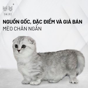 Pate trái cây King's Pet by Bao Anh Cá Thơm & Pate trái cây King’s Pet by Bao Anh Gà Thơm - Bữa ăn tròn dinh dưỡng cho mèo chân ngắn